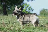 VASGOTASPETS 002